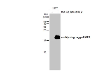 Anti-IGF2 antibody used in Western Blot (WB). GTX129110