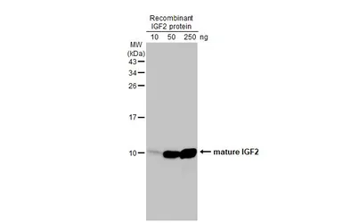 Anti-IGF2 antibody used in Western Blot (WB). GTX129110