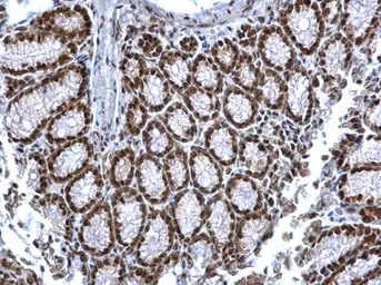 Anti-SIN3A antibody used in IHC (Paraffin sections) (IHC-P). GTX129156