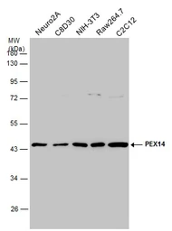 Anti-PEX14 antibody used in Western Blot (WB). GTX129230