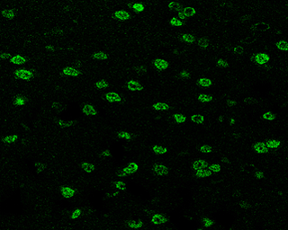 Anti-SOX3 antibody used in IHC (Paraffin sections) (IHC-P). GTX129235