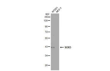 Anti-SOX3 antibody used in Western Blot (WB). GTX129235