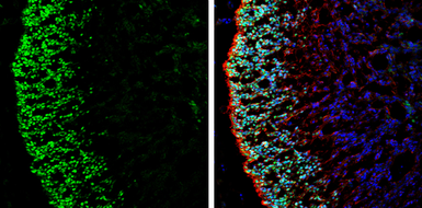 Anti-LHX2 antibody used in IHC (Frozen sections) (IHC-Fr). GTX129241