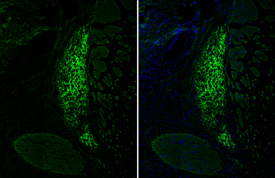 Anti-VIP antibody used in IHC (Frozen sections) (IHC-Fr). GTX129461