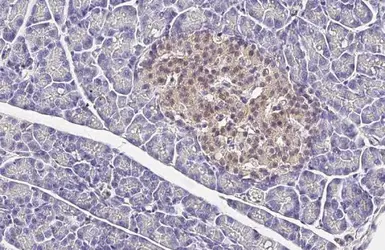 Anti-VIP antibody used in IHC (Paraffin sections) (IHC-P). GTX129461