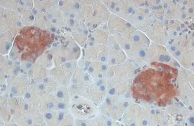 Anti-VIP antibody used in IHC (Paraffin sections) (IHC-P). GTX129461