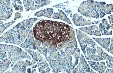 Anti-C-Peptide antibody used in IHC (Paraffin sections) (IHC-P). GTX129708