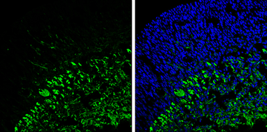 Anti-beta Tubulin 3/ Tuj1 antibody used in IHC (Frozen sections) (IHC-Fr). GTX129913