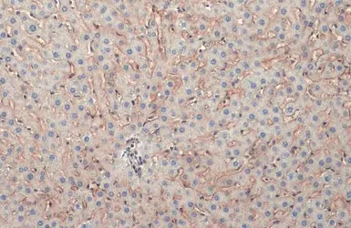 Anti-COL4A1 antibody used in IHC (Paraffin sections) (IHC-P). GTX130215