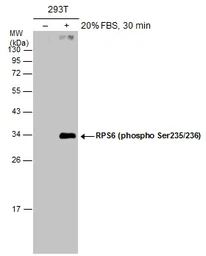 Anti-RPS6 (phospho Ser235/236) antibody used in Western Blot (WB). GTX130430