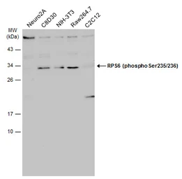 Anti-RPS6 (phospho Ser235/236) antibody used in Western Blot (WB). GTX130430