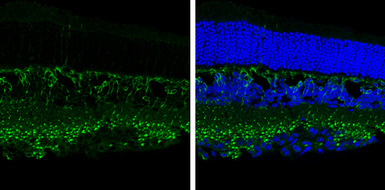 Anti-PKC alpha antibody used in IHC (Frozen sections) (IHC-Fr). GTX130453