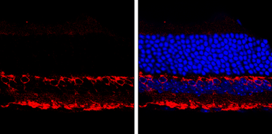 Anti-PKC alpha antibody used in IHC (Frozen sections) (IHC-Fr). GTX130453