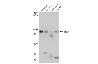 Anti-BRD4 antibody used in Western Blot (WB). GTX130586