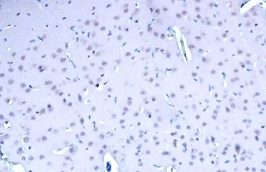 Anti-BRD4 antibody used in IHC (Paraffin sections) (IHC-P). GTX130586