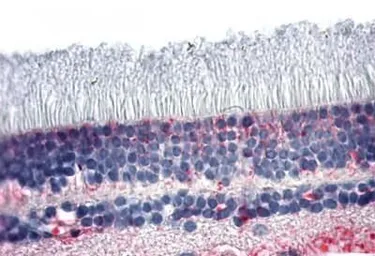 Anti-NR2E3 antibody used in IHC (Paraffin sections) (IHC-P). GTX13081