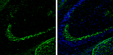 Anti-Calbindin antibody used in IHC (Frozen sections) (IHC-Fr). GTX130856