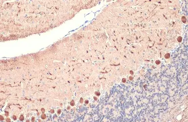 Anti-Calbindin antibody used in IHC (Paraffin sections) (IHC-P). GTX130856