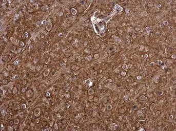 Anti-PMCA1 antibody used in IHC (Paraffin sections) (IHC-P). GTX130858