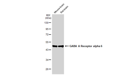 Anti-GABA A Receptor alpha 6 antibody used in Western Blot (WB). GTX130947