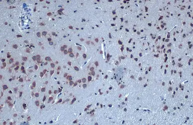 Anti-GABA A Receptor alpha 6 antibody used in IHC (Paraffin sections) (IHC-P). GTX130947