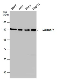 Anti-RAB3GAP1 antibody used in Western Blot (WB). GTX131054