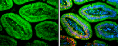 Anti-PLEKHA7 antibody used in IHC (Paraffin sections) (IHC-P). GTX131146