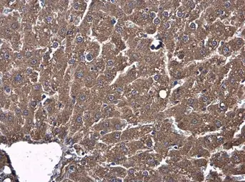 Anti-AJAP1 antibody used in IHC (Paraffin sections) (IHC-P). GTX131243