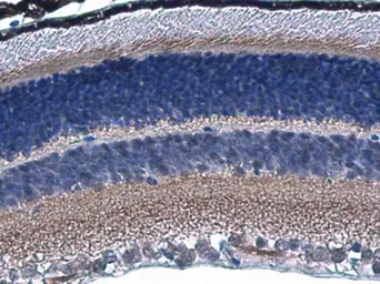 Anti-HCN1 antibody used in IHC (Paraffin sections) (IHC-P). GTX131334