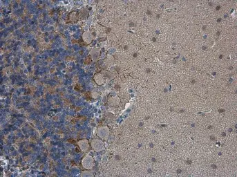 Anti-HCN1 antibody used in IHC (Paraffin sections) (IHC-P). GTX131334