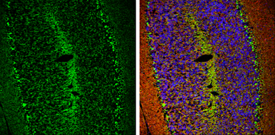 Anti-HCN1 antibody used in IHC (Frozen sections) (IHC-Fr). GTX131334