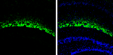 Anti-HCN1 antibody used in IHC (Frozen sections) (IHC-Fr). GTX131334