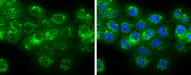 Anti-NMU antibody used in Immunocytochemistry/ Immunofluorescence (ICC/IF). GTX131391