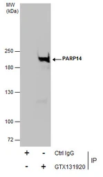 Anti-PARP14 antibody used in Immunoprecipitation (IP). GTX131920