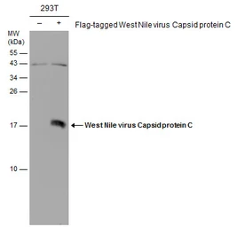 Anti-West Nile virus Capsid protein antibody used in Western Blot (WB). GTX131947