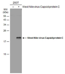 Anti-West Nile virus Capsid protein antibody used in Western Blot (WB). GTX131947