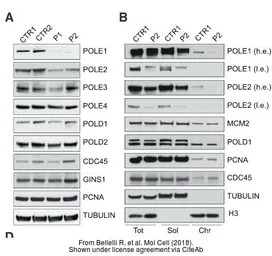 Anti-POLE antibody used in Western Blot (WB). GTX132100