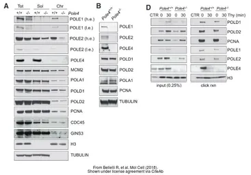 Anti-POLE antibody used in Western Blot (WB). GTX132100