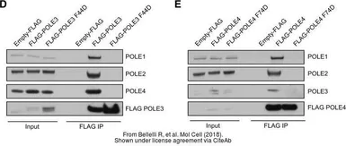 Anti-POLE antibody used in Western Blot (WB). GTX132100