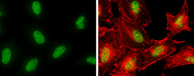 Anti-POLE antibody used in Immunocytochemistry/ Immunofluorescence (ICC/IF). GTX132100