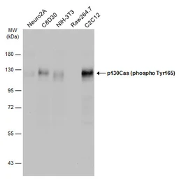 Anti-p130Cas (phospho Tyr165) antibody used in Western Blot (WB). GTX132160