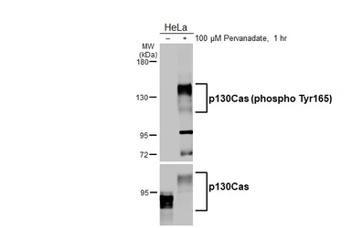 Anti-p130Cas (phospho Tyr165) antibody used in Western Blot (WB). GTX132160