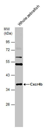 Anti-Cxcr4b antibody used in Western Blot (WB). GTX132244