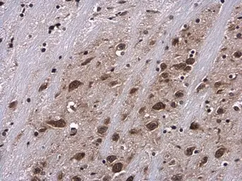 Anti-RPS6 (phospho Ser235) antibody used in IHC (Paraffin sections) (IHC-P). GTX132281