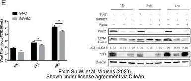 Anti-Enterovirus 71 VP1 antibody used in Western Blot (WB). GTX132339