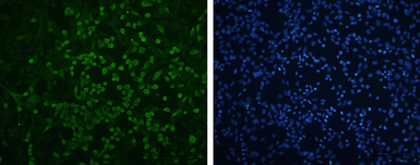 Anti-Enterovirus 71 VP1 antibody used in Immunocytochemistry/ Immunofluorescence (ICC/IF). GTX132339