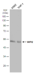 Anti-WIPI2 antibody used in Western Blot (WB). GTX132453