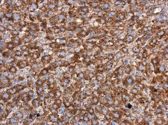 Anti-WIPI2 antibody used in IHC (Paraffin sections) (IHC-P). GTX132453