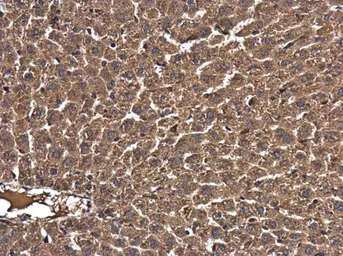 Anti-RAB7A antibody used in IHC (Paraffin sections) (IHC-P). GTX132548