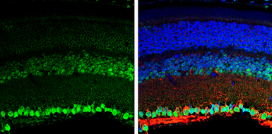 Anti-BDNF antibody used in IHC (Paraffin sections) (IHC-P). GTX132621